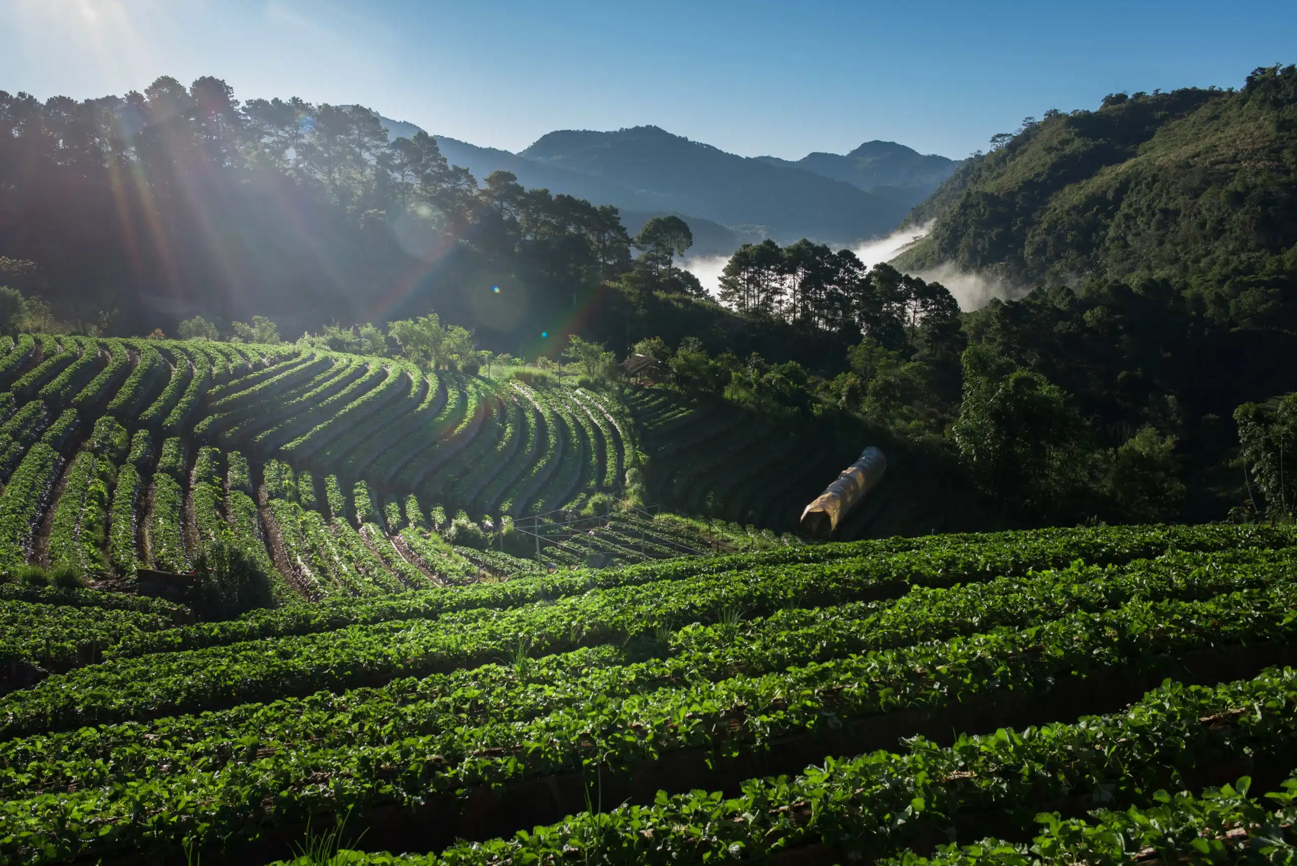 strawberry-farm-field-mountain