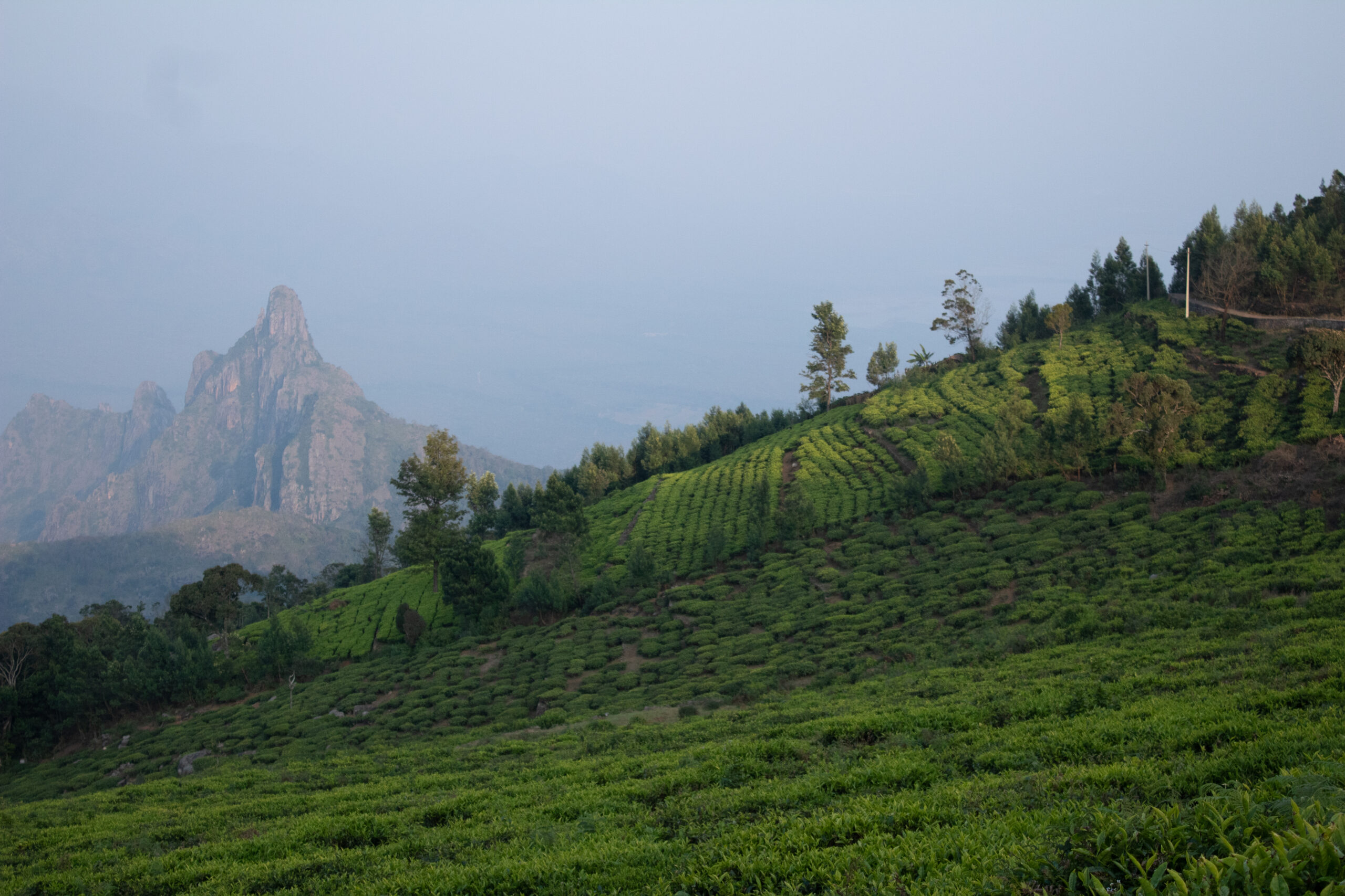 View of rangaswamy peek and kodanadu tea estate in the evening. clouds passing or touching top of the peek or mountain in kodanadu